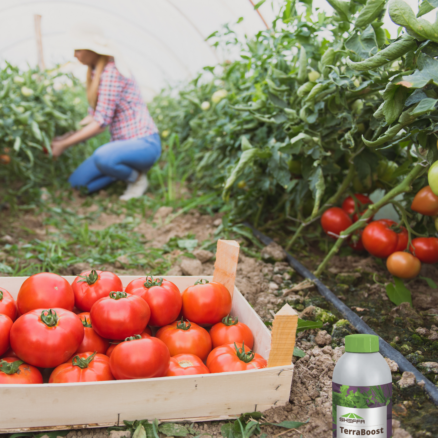 Liquid Fertilizer Soil Rebalancing For Vegetables Flowers and Lawn