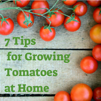 7 Things to Remember Before Starting to Grow Tomatoes at Home