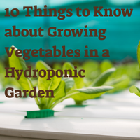 10 Things to Know about Growing Vegetables in a Hydroponic Garden