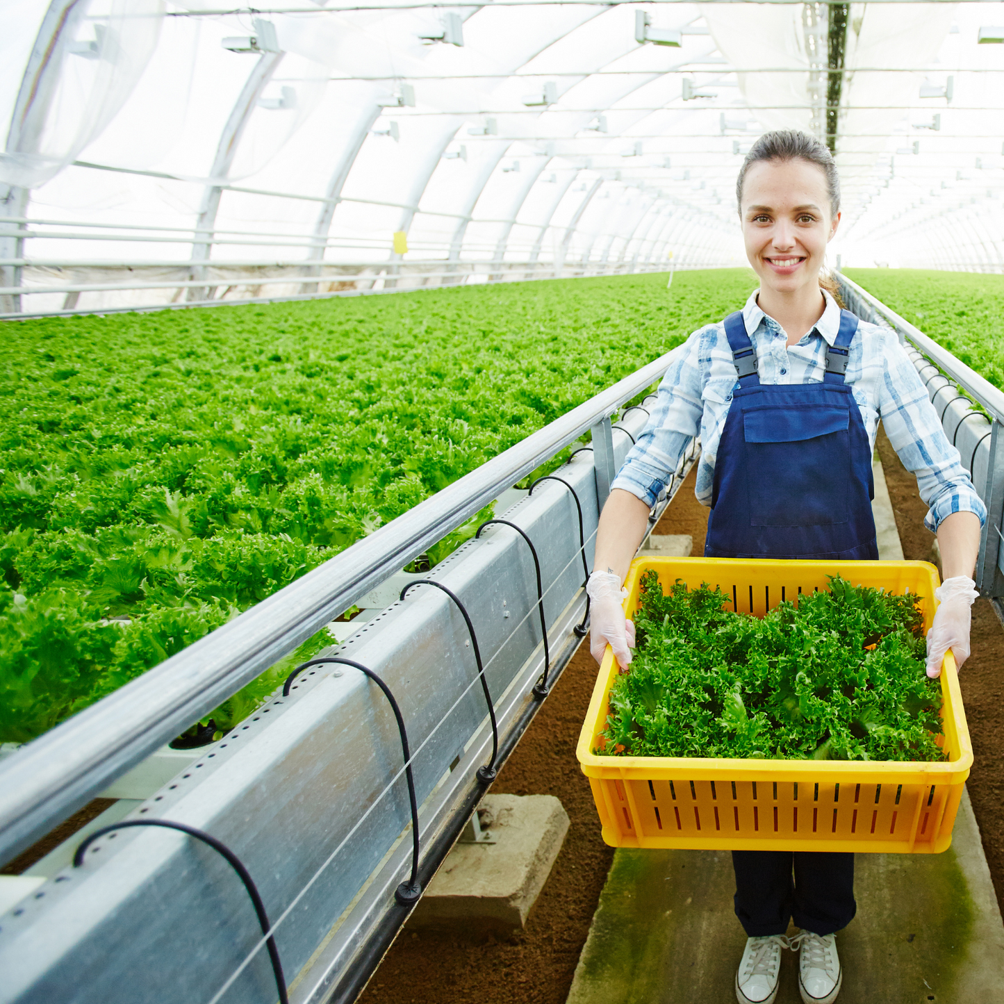 Growth Accelerating Fertilizer for Hydroponic Growth Systems